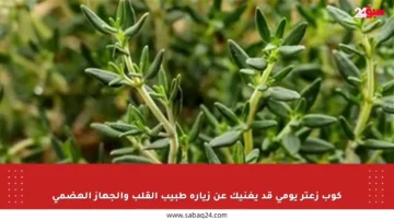كوب زعتر يومي قد يغنيك عن زيارة طبيب القلب والجهاز الهضمي